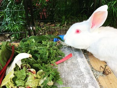 He and many other rabbits were victims of a 2018 hoarding case and he was the last rabbit of that bu