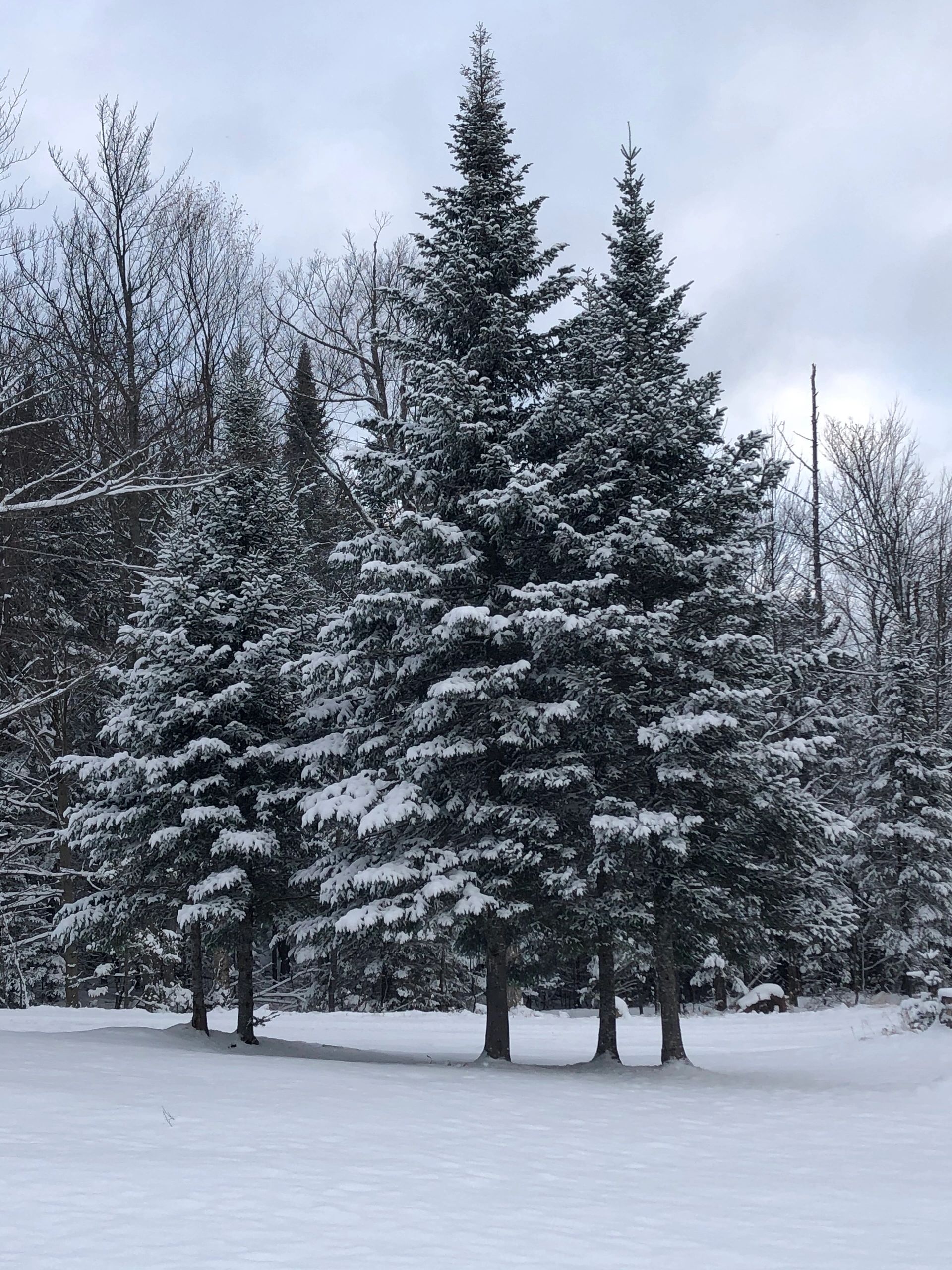 Winter Pine Trees