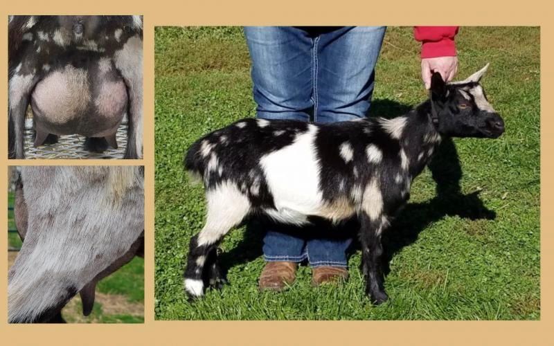 Photo courtesy of Swiftwind Farm