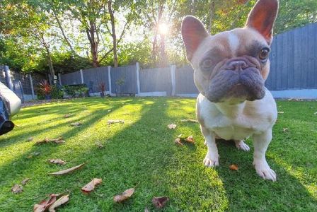 Doggy day-care - Stockport