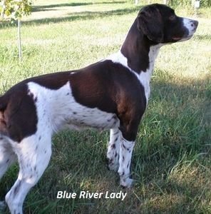 Blue River Lady* Field Bred English Springer Spaniels*