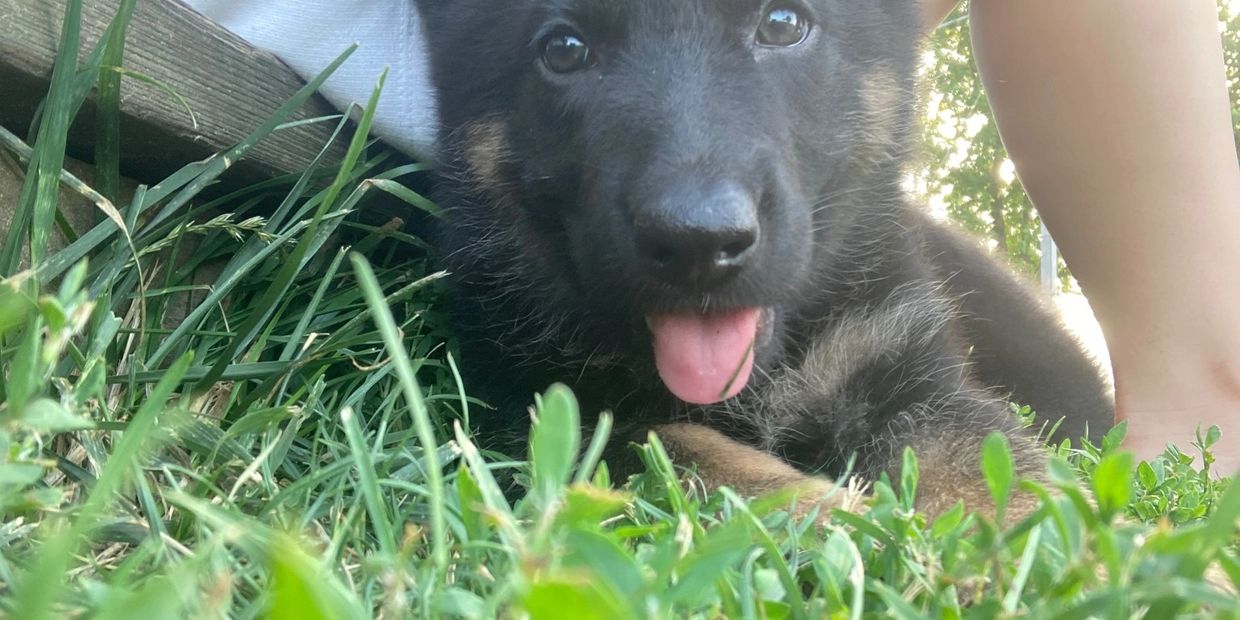 Sassy (Keen/Ares litter 2019)