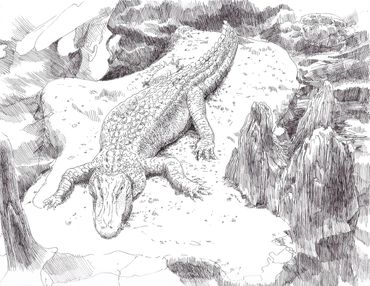 Ink drawing of Claude the Alligator