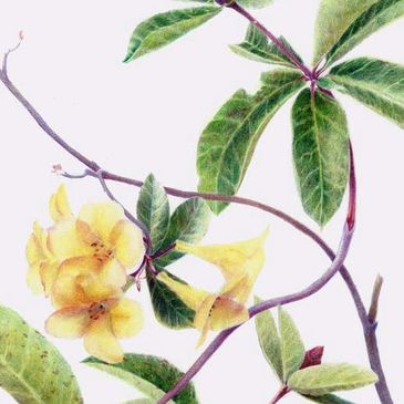 Rhododendron, botanical art