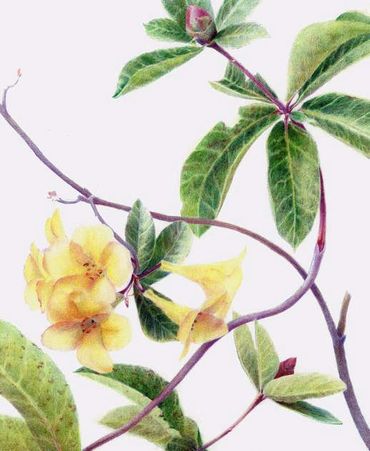 Botanical colored pencil drawing of rhododendron