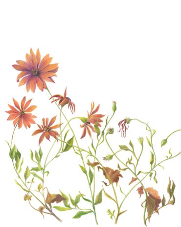 Botanical colored pencil drawing of African Daisy