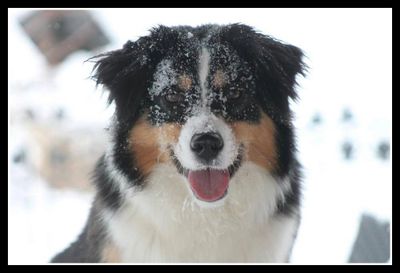 black tri miniature american shepherd in the snow