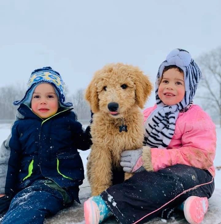 Boy and girl playing with pet labradoodle dog at park in the snow, brother & sister.
