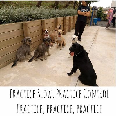 Three Ccc of dog training.