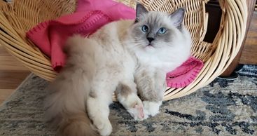 Ragdoll