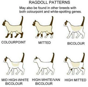 Ragdoll patterns