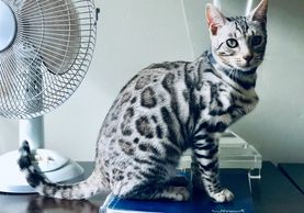 Georgous silver bengal for sale in San Diego from Exotic Bengals of San  Diego