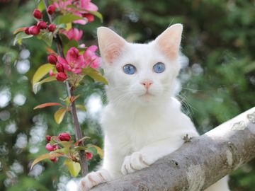 Siamese Balinese hypoallergenic cat kitten for sale or adoption
