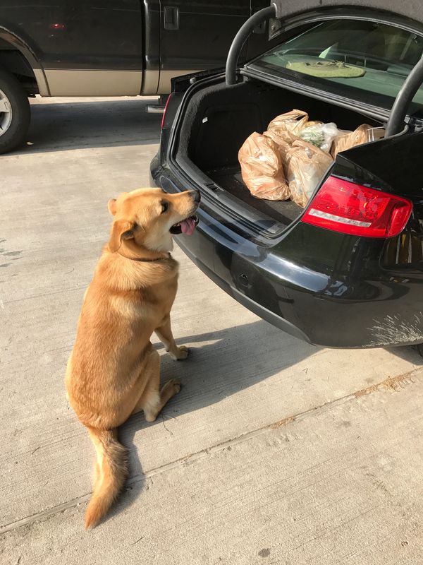 Juneau waiting patiently for us to give him some groceries to carry to the house