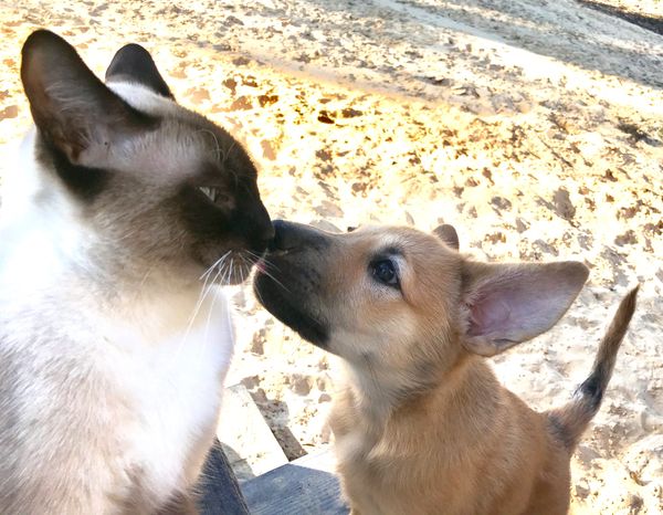 Enya meets Jack the cat