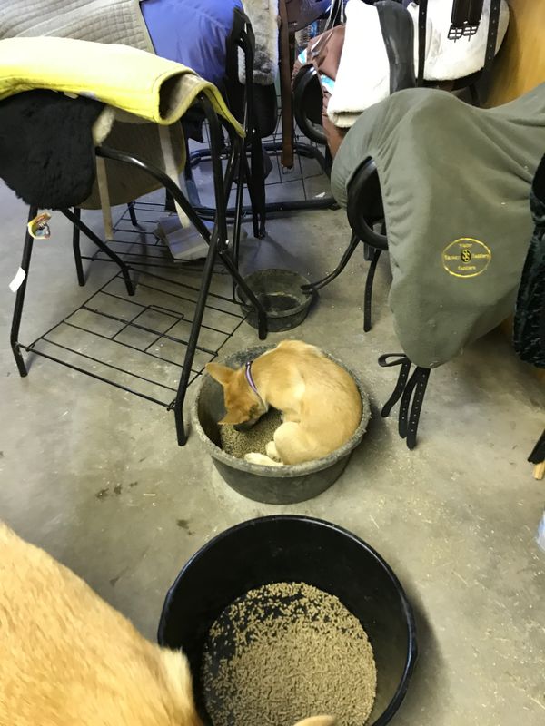 Enya helps feeding the horses