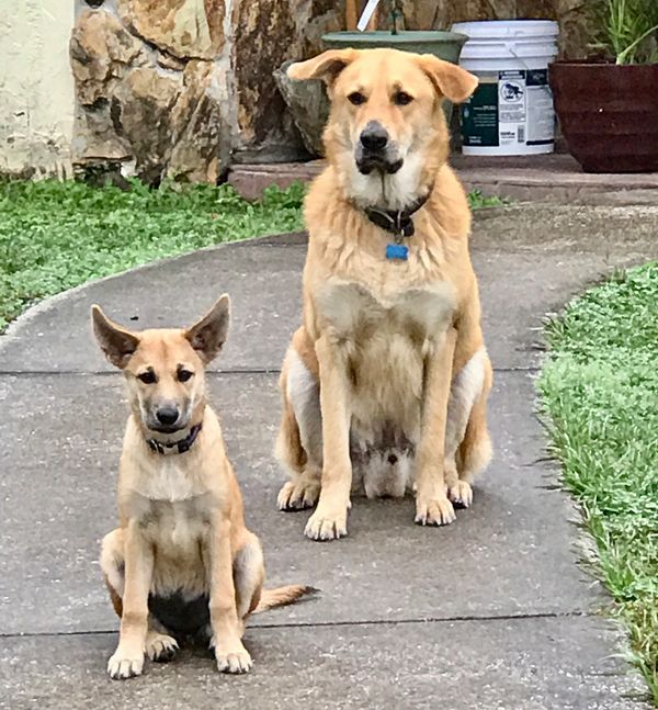 Baby Enya  joins the farm