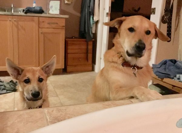 Two concerned Chinooks...