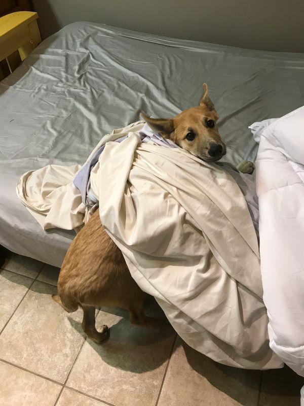 Enya  puppy always enjoyed changing the bed sheets.