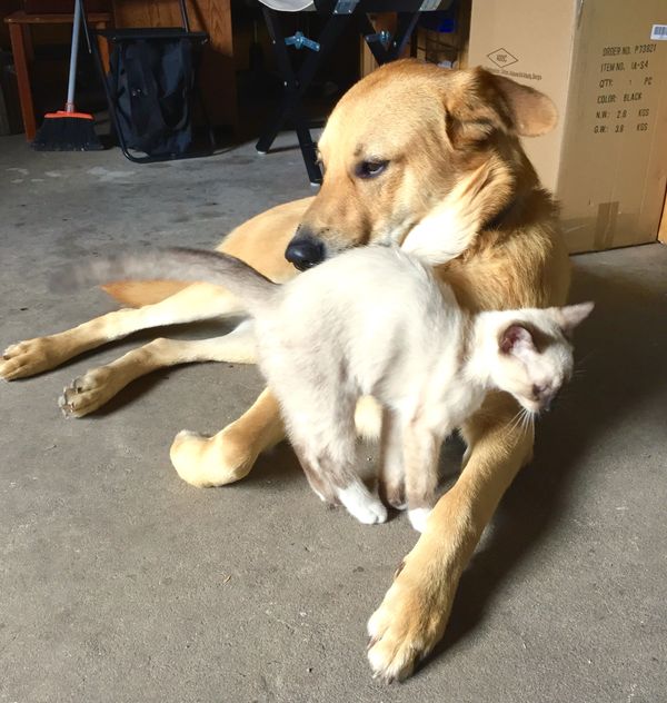 Juneau and his kitten