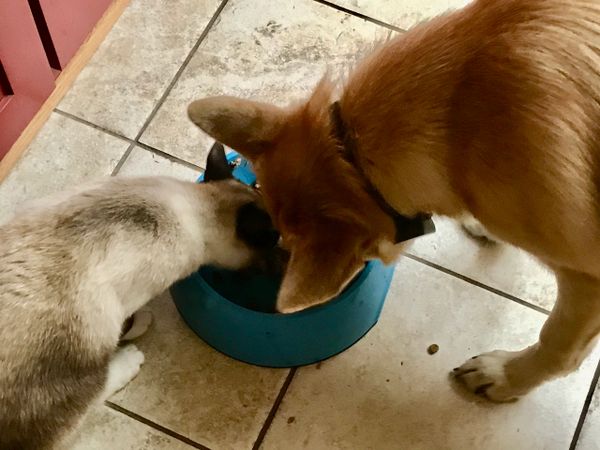 Enya sharing her dinner with buddy Jack