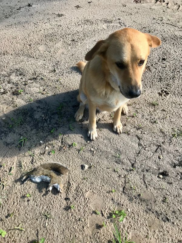 Juneau things squirrels  are wonderful play-companions!