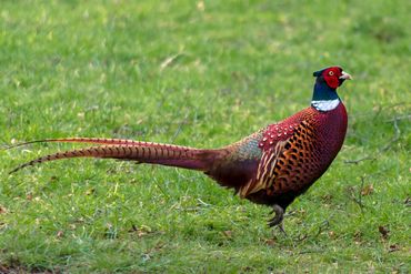 Pheasant