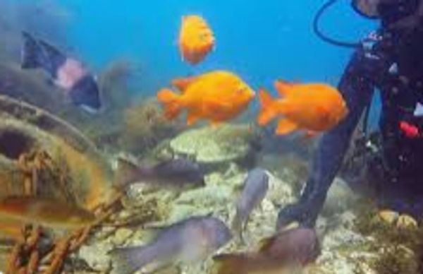 Scuba Diving behind the Casino, Avalon, Catalina
