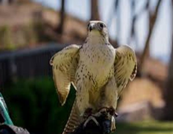 Falconry Experience, Avalon, Catalina