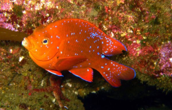 Juvenile  Girabaldi, Semi-submarine tour to Lover's Cove, Catalina