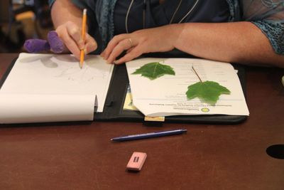 Photograph of a person drawing pictures of leaves.