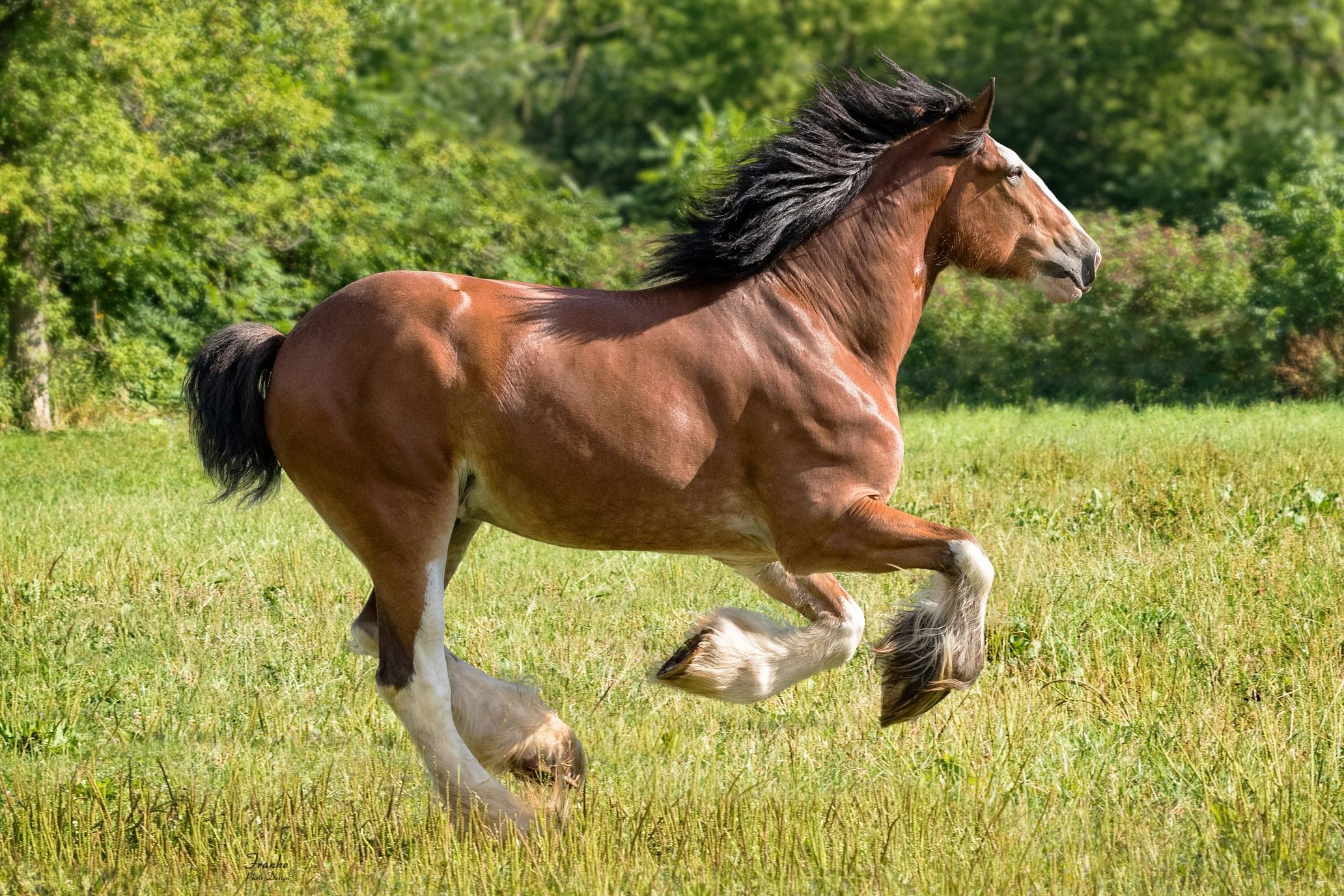 Clydesdale running through a grassy field