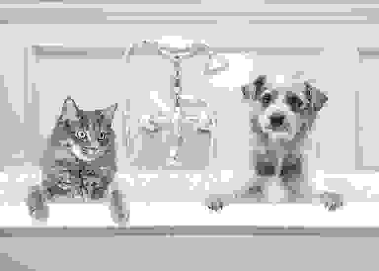 Personalized Pet Care Education Services for Dogs and Cats.