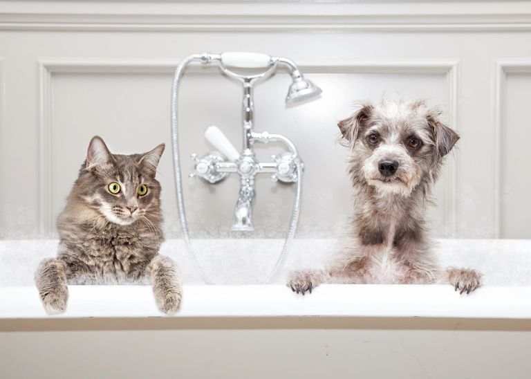 Personalized Pet Care Education Services for Dogs and Cats.