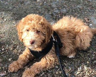 An Australian labradoodle out for a walk
