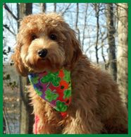 Log Cabin Labradoodles