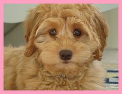 Log Cabin Labradoodles