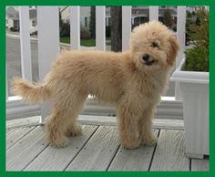 Log Cabin Labradoodles