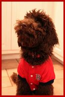 Log Cabin Labradoodles