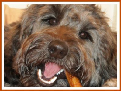 A labradoodle chewing on a dental stick