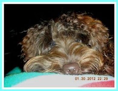 A labradoodle posing