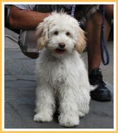 Log Cabin Labradoodles