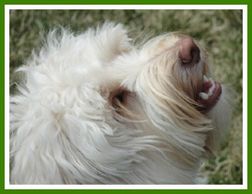 A white Australian labradoodle