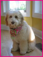 A white Australian labradoodle wearing a pink and green scarf