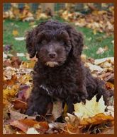 A black Australian labradoodle sitting on leaves