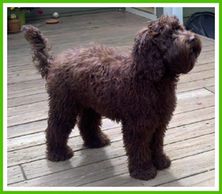 A dark brown Australian labradoodle