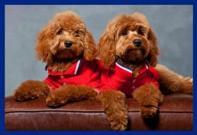 Two labradoodles wearing red polo shirt