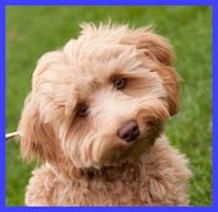 A smiling labradoodle