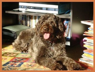 A labradoodle sitting near books