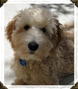 Log Cabin Labradoodles